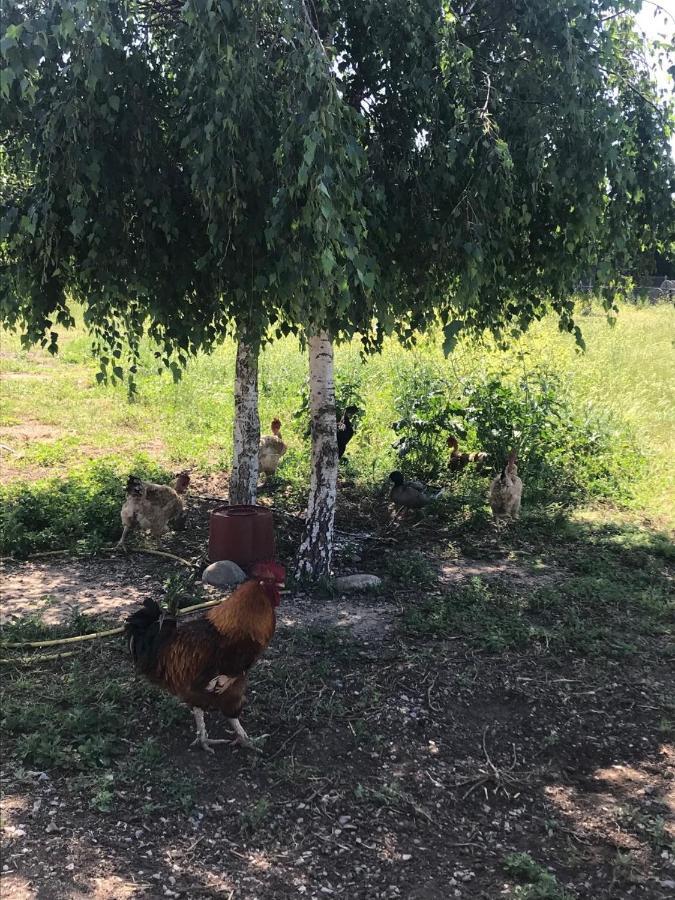 La Massoterie gîte 1 Theza Esterno foto